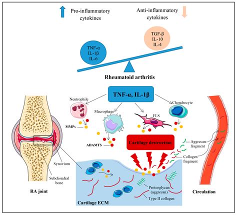 Effects of Etanercept and Adalimumab on Serum Levels of Cartilage Remodeling Markers in Women ...