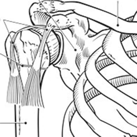 Rotator cuff anatomy - Sigrid Knemeyer
