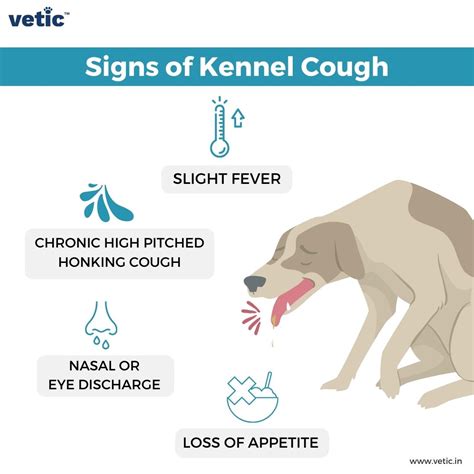 Why Is My Dog Sneezing And Coughing? Causes & Care