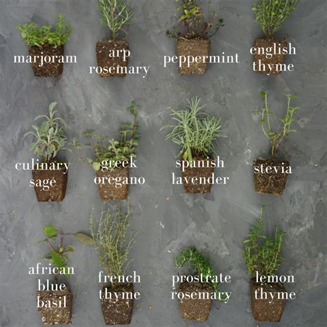 How to Start an Herb Garden • Gardenary