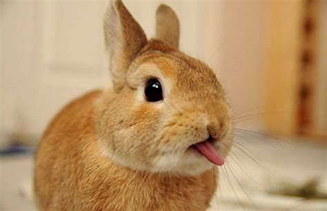 兔子的尾巴有多长，你知道吗？|小宠品种-波奇网百科大全
