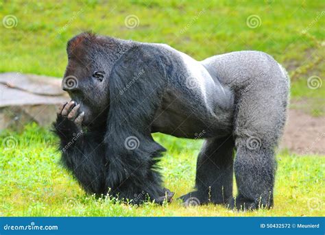 Gorilla stock photo. Image of back, apes, eponymous, captivity - 50432572