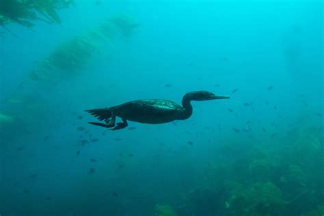 cormorant1Jul7-17