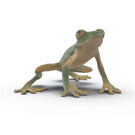 3D Tree Frog Pose 3 | 3D Molier International