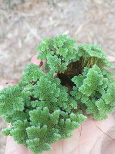 Unix Azolla Seed Price in India - Buy Unix Azolla Seed online at ...
