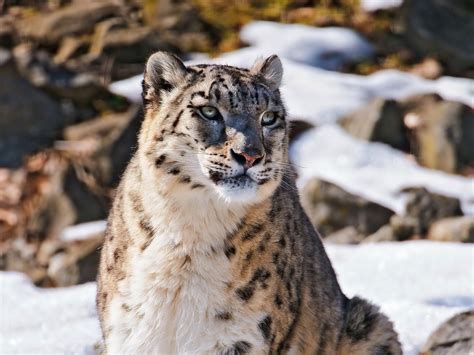 animals, Snow, Leopards Wallpapers HD / Desktop and Mobile Backgrounds