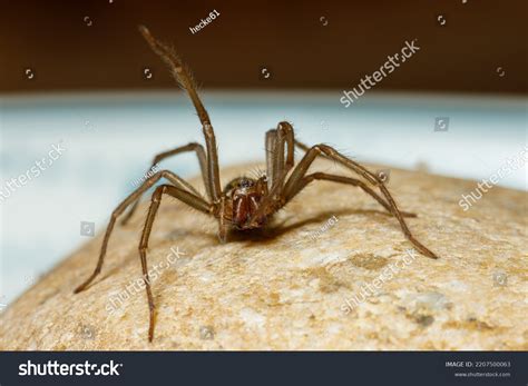 Big House Spider Tegenaria Domestica Stock Photo 2207500063 | Shutterstock