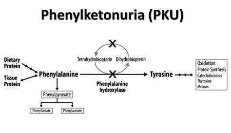 PHENYLKETONURIA