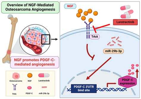 NGF-TrkA Axis Enhances PDGF-C-Mediated Angiogenesis in Osteosarcoma via ...
