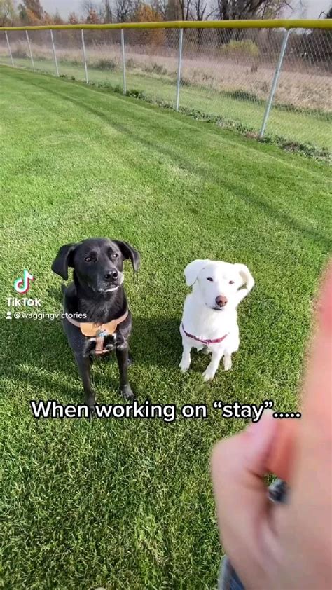 Image result for Hand Signs for Dogs