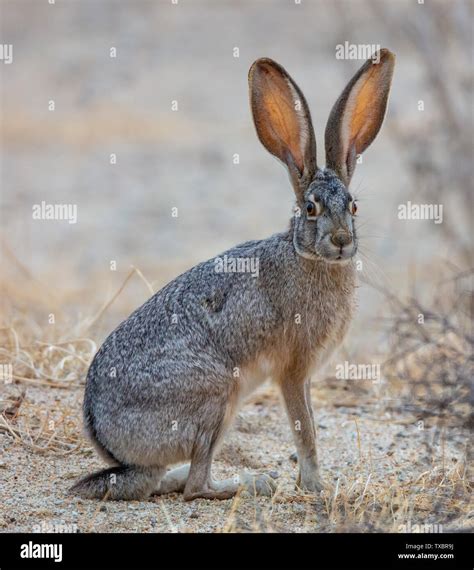 Desert Jack Rabbit