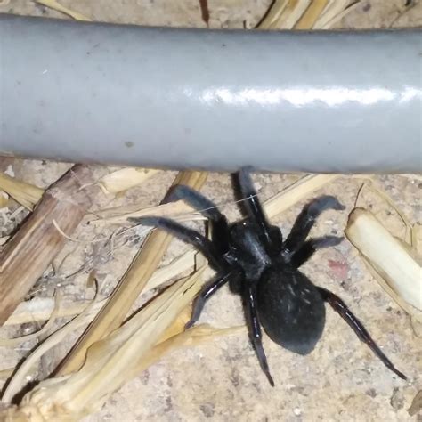 Black house spider (badumna insignis) : spiders