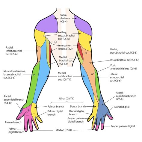 Radial Nerve Injury Dermatomes - Dermatomes Chart and Map