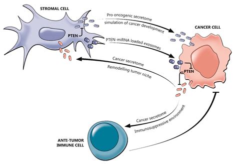 PTEN Alterations and Their Role in Cancer Management: Are We Making ...