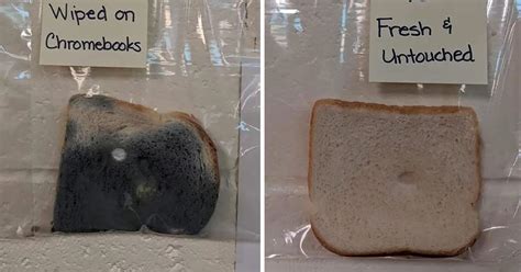 Image result for Hand Washing Experiment with Bread