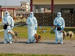 Indian Army demonstrates capabilities of dogs to detect COVID-19