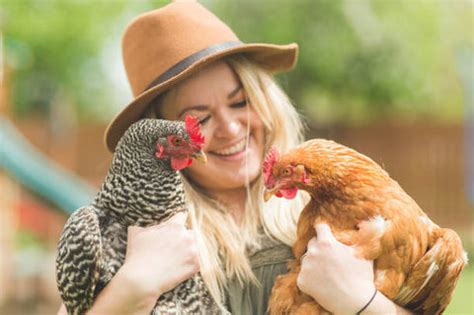 Chicken 的图像结果