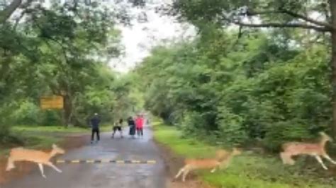 Sight To Behold! Mumbaikars Out For A Morning Walk At SGNP Spot Herd Of ...