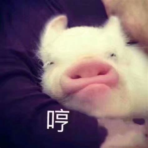 大家有没有lulu猪的表情包呢？ - 知乎