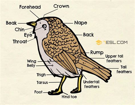 Different Parts of a Bird in English | Bird Anatomy • 7ESL