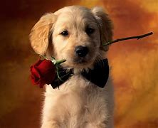 Image result for cute puppies