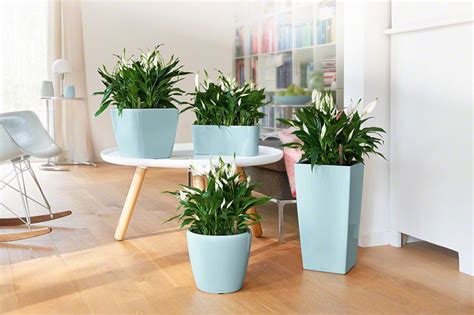 CUBICO 22 shiny taupe All-in-One Set Lechuza