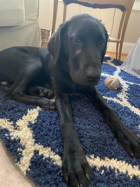 6 month old puppy : r/labrador