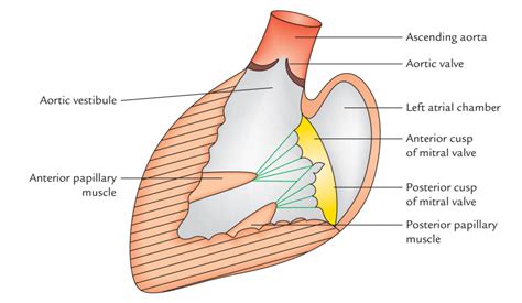 Image result for Atrium Function