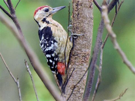 Fulvous-breasted Woodpecker - eBird