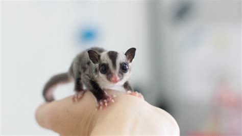 How to Care for Sugar Glider Sugar Glider Care Sheet