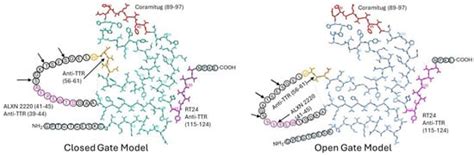 Structural Basis for Monoclonal Antibody Therapy for Transthyretin ...