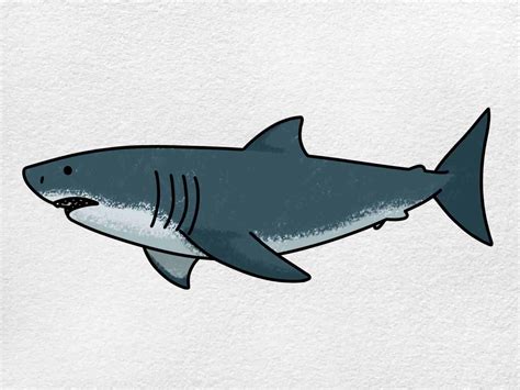 How To Draw A Shark Step By Step