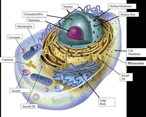 Cell Structure 的图像结果
