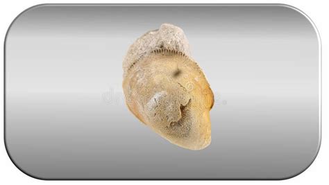 Image result for Snail Shell Fossil
