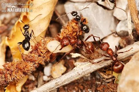 被称作“南美洲食肉蚁”的行军蚁，真的是“人兽通吃”吗？_腾讯新闻