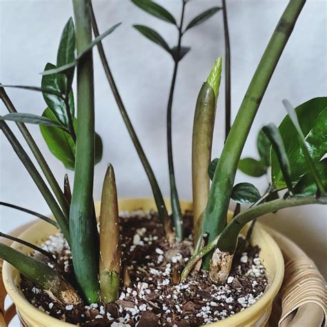 Can Zz Plants Live Outside All Summer Long