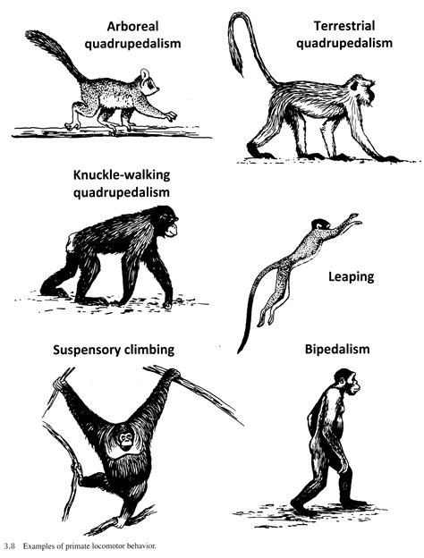 Image result for Locomotor Patterns in Primates