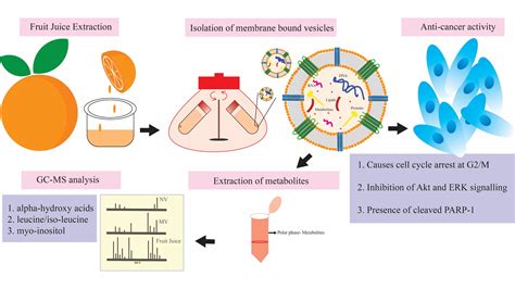 Grapefruit-Derived Micro and Nanovesicles Show Distinct Metabolome ...