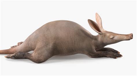 African Animal Aardvark Lying Pose 3D model | 3D Molier International
