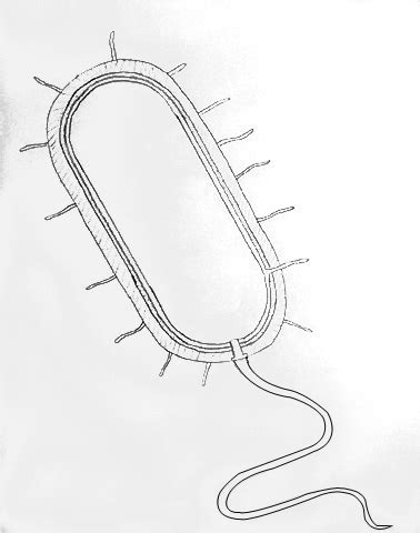 Image result for Bacteria Simple Drawing
