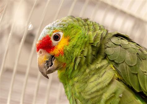 Image result for Coco Key Red Parrot