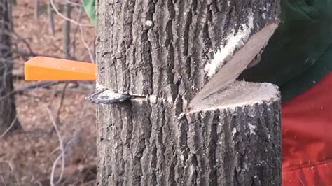 Rezultat imagine pentru Using Tree Felling Wedges