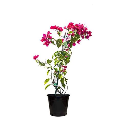 GreenBourne GreenBourne- Rare Attractive"PINK BOUGAINVILLEA" Live Plant ...