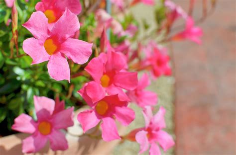 Is the Mandevilla a Perennial or an Annual?