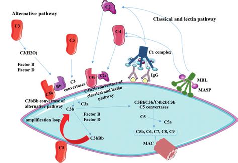 Image result for MBL Pathway Complement System