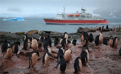 Penguin Island Guide: Here Is Everything You Need To Know