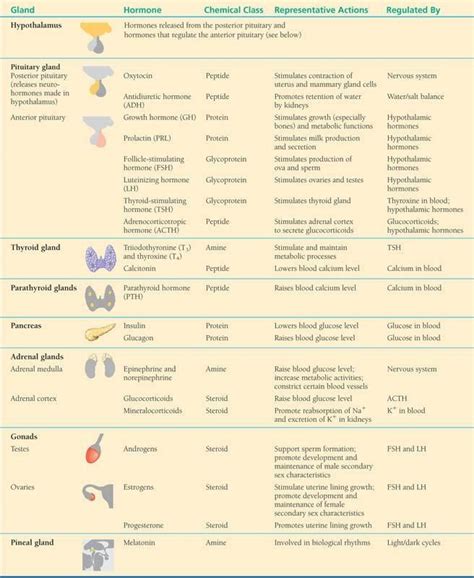 Image result for Endocrine System Table