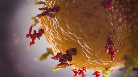 Image result for New Variant BC