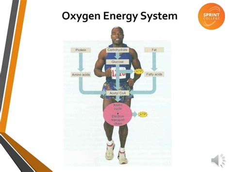 Image result for Understanding Energy Systems Exercise