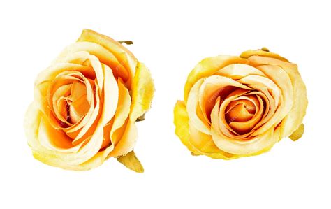 Premium Photo | Yellow color rose isolated on white or transparent ...